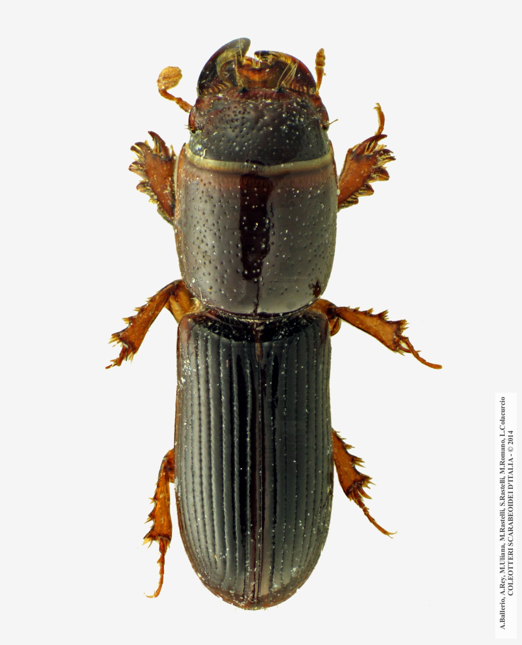 Trypocopris vernalis fauveli, maschio